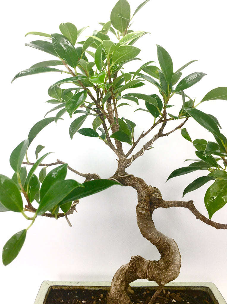 where to buy ficus bonsai tree Ficus Bonsai Tree (L) – Newcountrybonsai