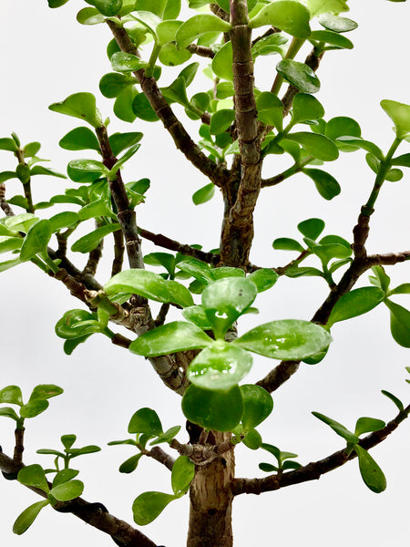Jade Tree Bonsai (M)