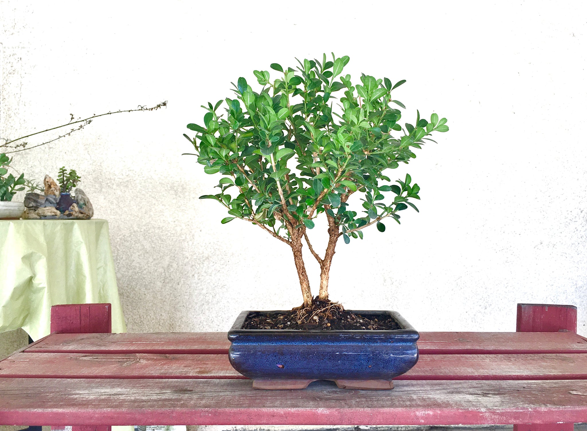 Boxwood Bonsai Tree (M) – Newcountrybonsai