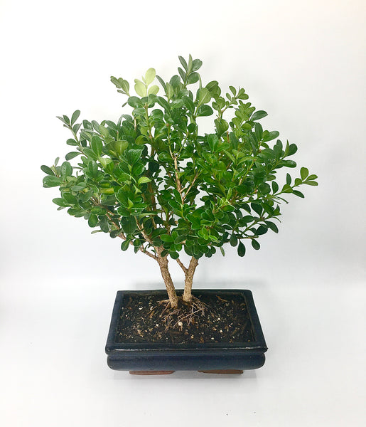 Boxwood Bonsai Tree (M)