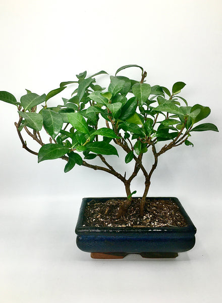 Jasmine Bonsai Tree (M)