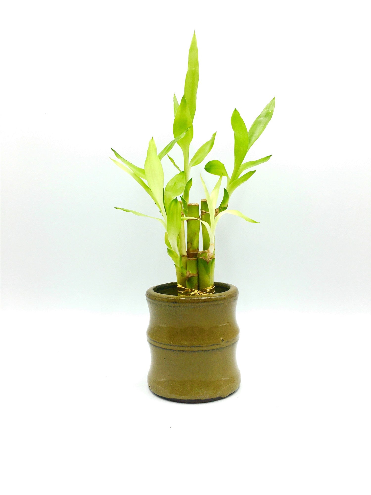 3.5‘’High  Glazed Vase For Lucky Bamboo